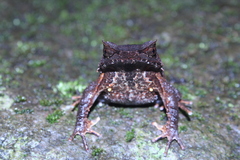 Megophrys montana