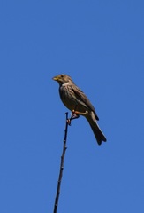 Emberiza calandra