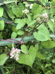 Mikania scandens