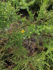 Dittrichia graveolens