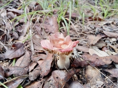 Russula cremoricolor