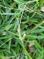 Paspalum distichum