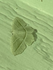 Campaea perlata