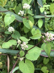 Mikania scandens