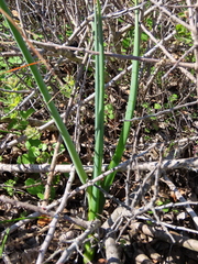 Albuca canadensis
