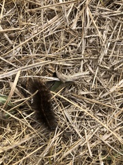 Spilosoma lubricipeda