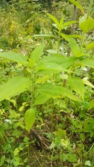 Helianthus tuberosus
