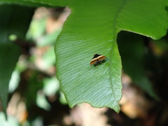Choreutis xanthogramma