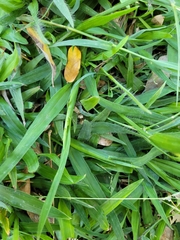 Paspalum distichum