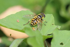 Myathropa florea