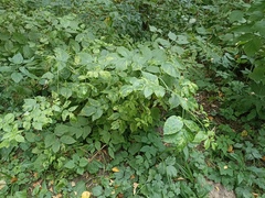 Rubus idaeus