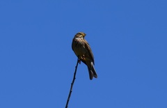 Emberiza calandra