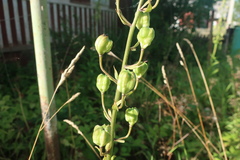 Lilium martagon