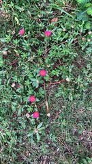 Portulaca