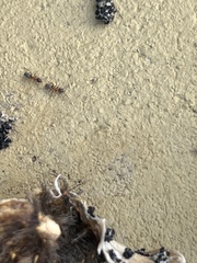 Liometopum occidentale