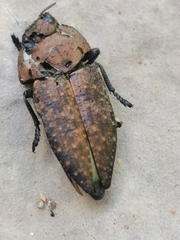Capnodis tenebricosa