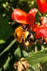 Bombus pascuorum