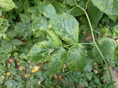 Rubus idaeus
