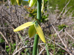 Albuca canadensis