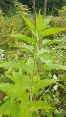 Helianthus tuberosus