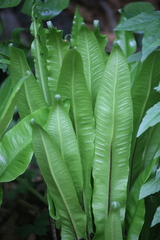 Asplenium scolopendrium