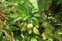 Lilium martagon