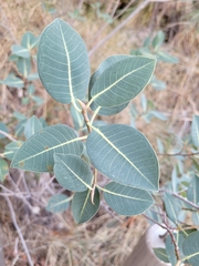 Ficus atricha