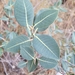 Ficus atricha - Photo (c) carolwest, algunos derechos reservados (CC BY-NC), subido por carolwest