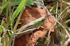 Pseudochorthippus parallelus