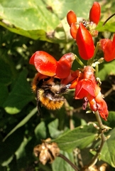 Bombus pascuorum