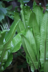 Asplenium scolopendrium