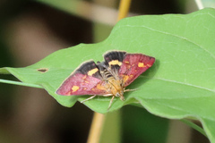 Pyrausta aurata