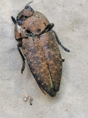 Capnodis tenebricosa
