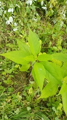 Helianthus tuberosus