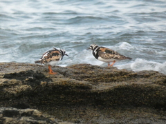 Arenaria interpres