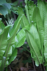 Asplenium scolopendrium