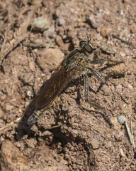 Machimus erythocnemius