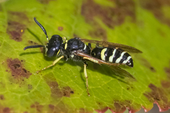 Philanthus bilunatus
