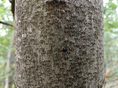 Chilocorus renipustulatus