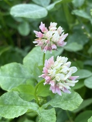 Trifolium hybridum
