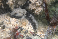 Bathygobius krefftii