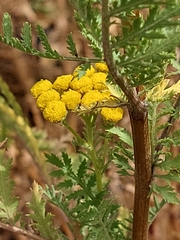 Tanacetum siculum
