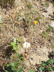 Sonchus arvensis uliginosus