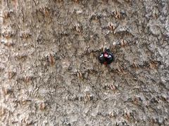 Chilocorus renipustulatus