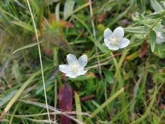 Parnassia palustris