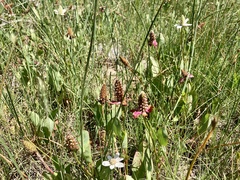 Anemopsis californica