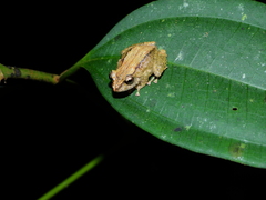 Pristimantis inguinalis