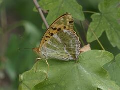 Argynnis paphia