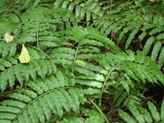 Zhangixalus taipeianus