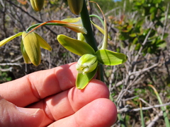 Albuca canadensis